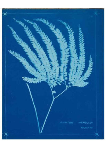 Reproducción/Reproduction 49806246712: [New Zealand ferns]. Auckland, New ZealandDobbie, H. B.1880. 