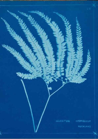 Reproducción/Reproduction 49806246712: [New Zealand ferns]. Auckland, New ZealandDobbie, H. B.1880. 