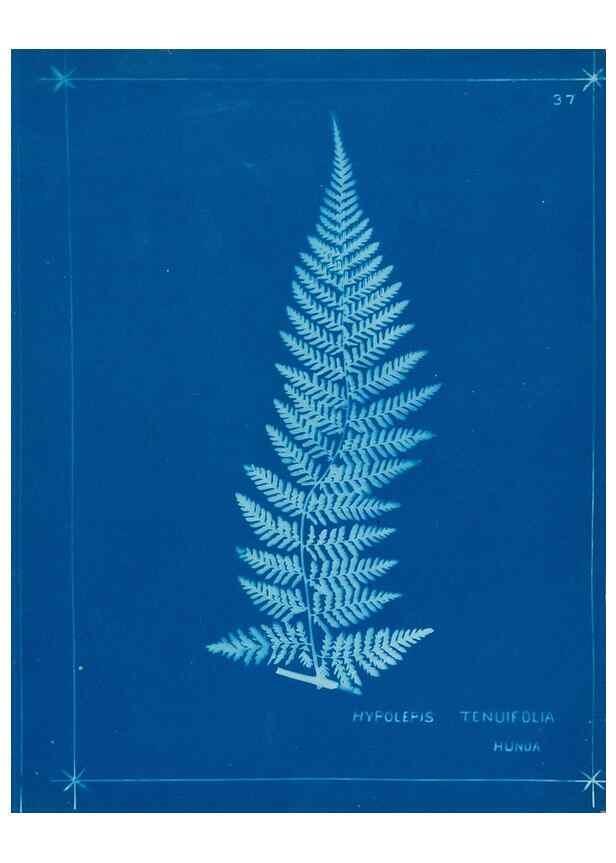 Reproducción/Reproduction 49805381773: [New Zealand ferns]. Auckland, New ZealandDobbie, H. B.1880. 