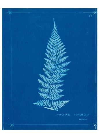 Reproducción/Reproduction 49805381773: [New Zealand ferns]. Auckland, New ZealandDobbie, H. B.1880. 