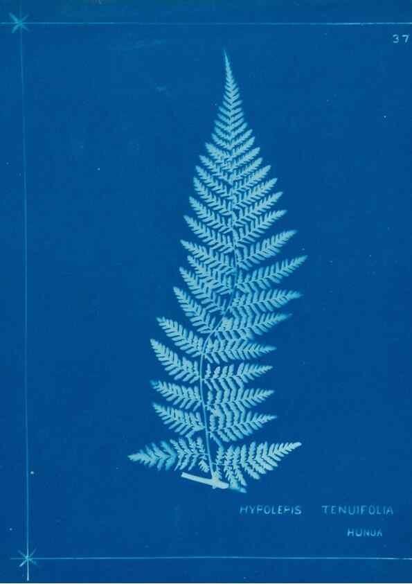 Reproducción/Reproduction 49805381773: [New Zealand ferns]. Auckland, New ZealandDobbie, H. B.1880. 