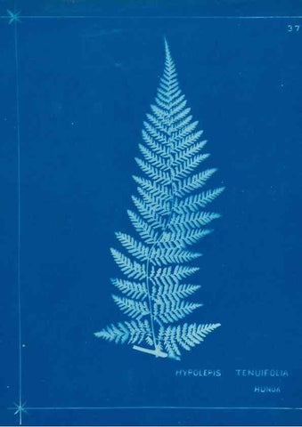 Reproducción/Reproduction 49805381773: [New Zealand ferns]. Auckland, New ZealandDobbie, H. B.1880. 