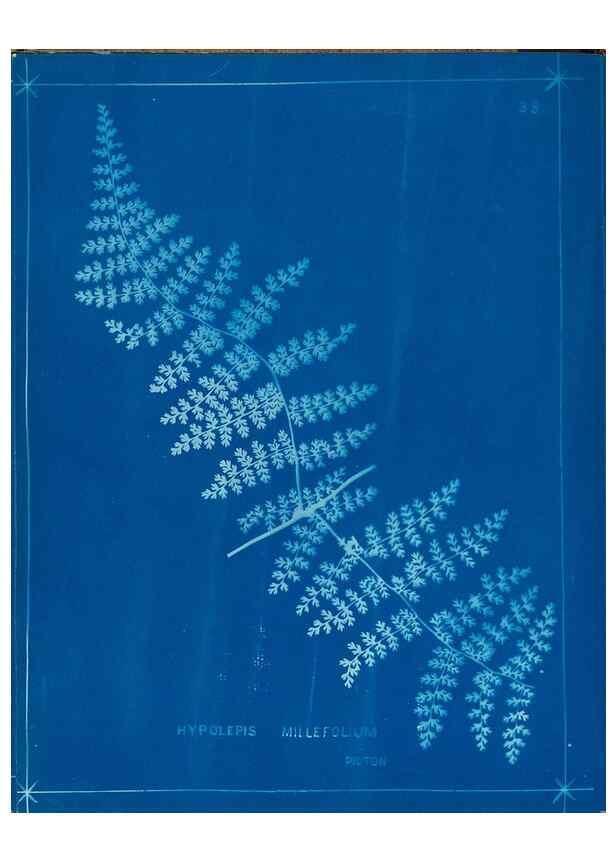 Reproducción/Reproduction 49805937551: [New Zealand ferns]. Auckland, New ZealandDobbie, H. B.1880. 