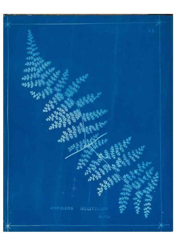 Reproducción/Reproduction 49805937551: [New Zealand ferns]. Auckland, New ZealandDobbie, H. B.1880. 