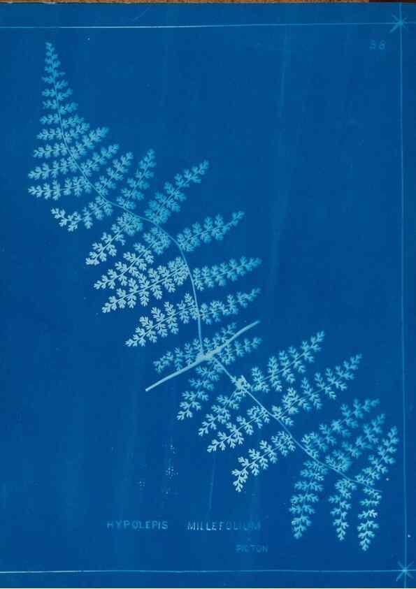Reproducción/Reproduction 49805937551: [New Zealand ferns]. Auckland, New ZealandDobbie, H. B.1880. 