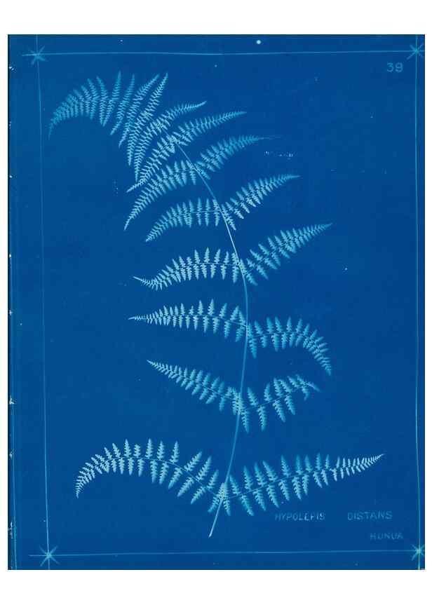 Reproducción/Reproduction 49805382808: [New Zealand ferns]. Auckland, New ZealandDobbie, H. B.1880. 