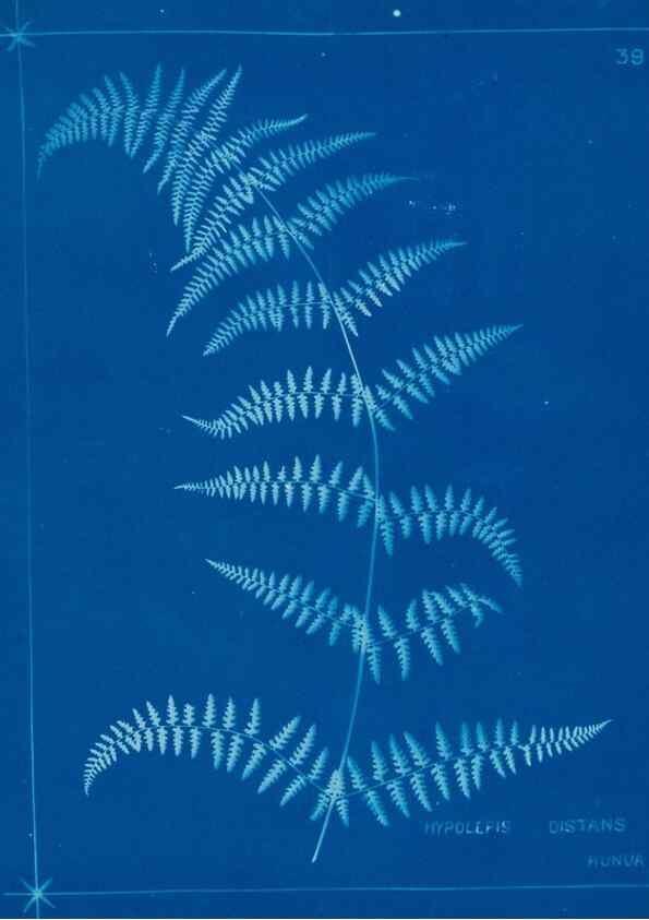Reproducción/Reproduction 49805382808: [New Zealand ferns]. Auckland, New ZealandDobbie, H. B.1880. 