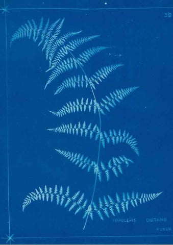 Reproducción/Reproduction 49805382808: [New Zealand ferns]. Auckland, New ZealandDobbie, H. B.1880. 