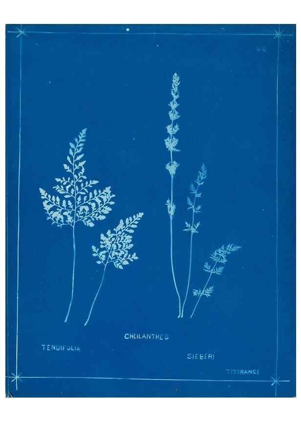 Reproducción/Reproduction 49805383228: [New Zealand ferns]. Auckland, New ZealandDobbie, H. B.1880. 