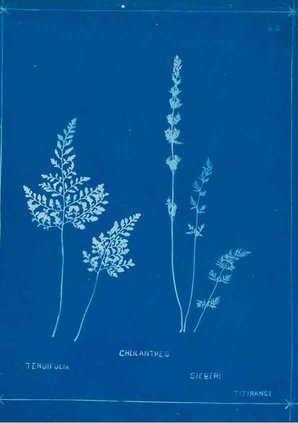 Reproducción/Reproduction 49805383228: [New Zealand ferns]. Auckland, New ZealandDobbie, H. B.1880. 