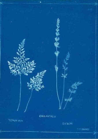 Reproducción/Reproduction 49805383228: [New Zealand ferns]. Auckland, New ZealandDobbie, H. B.1880. 