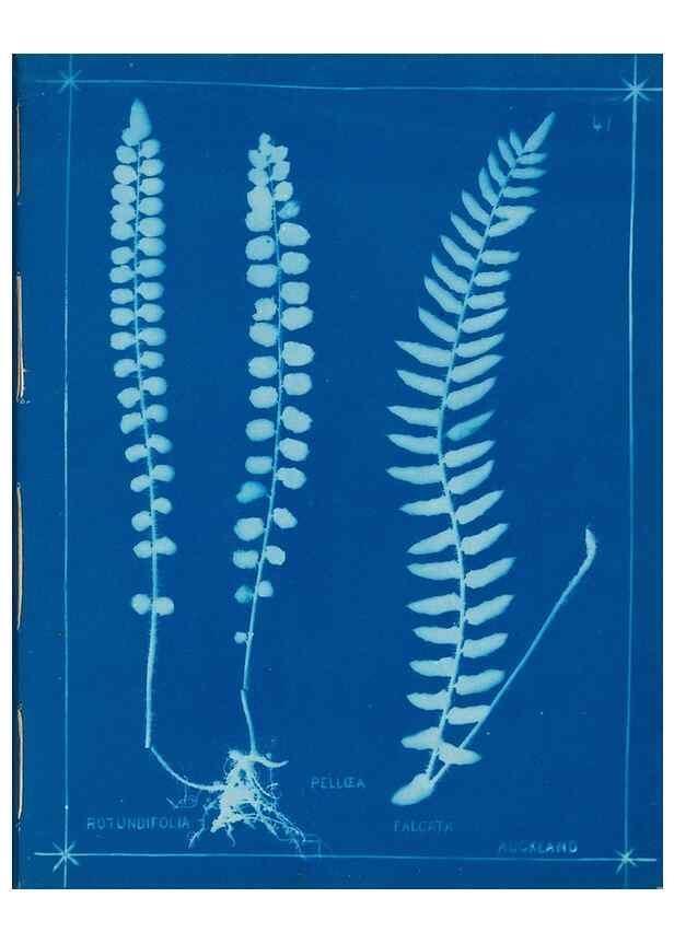 Reproducción/Reproduction 49805383708: [New Zealand ferns]. Auckland, New ZealandDobbie, H. B.1880. 