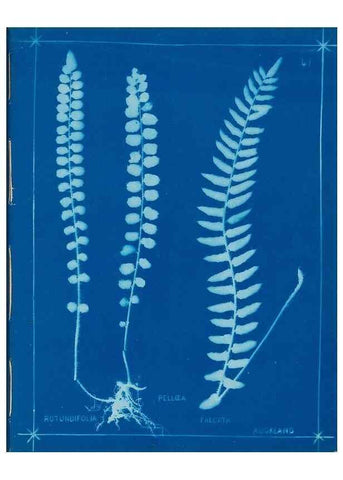 Reproducción/Reproduction 49805383708: [New Zealand ferns]. Auckland, New ZealandDobbie, H. B.1880. 