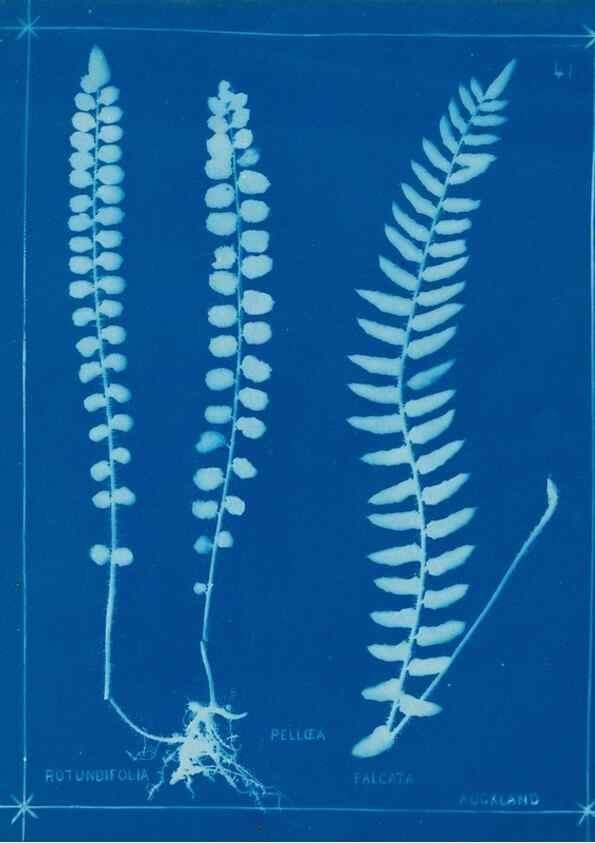 Reproducción/Reproduction 49805383708: [New Zealand ferns]. Auckland, New ZealandDobbie, H. B.1880. 