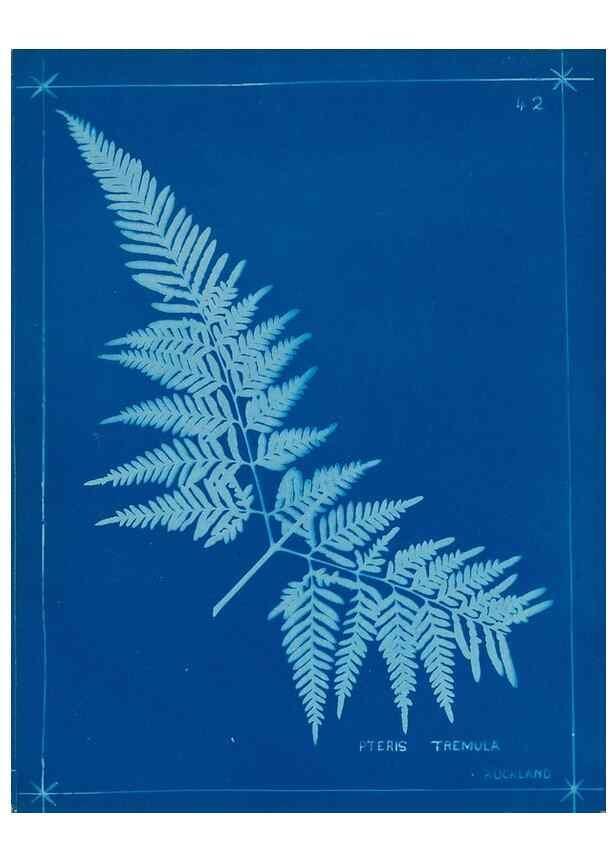 Reproducción/Reproduction 49805939401: [New Zealand ferns]. Auckland, New ZealandDobbie, H. B.1880. 
