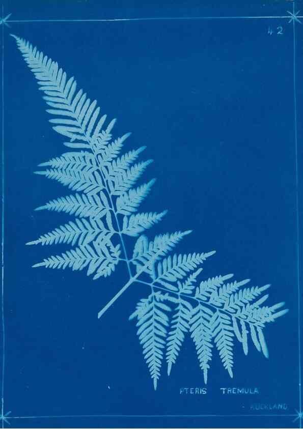 Reproducción/Reproduction 49805939401: [New Zealand ferns]. Auckland, New ZealandDobbie, H. B.1880. 