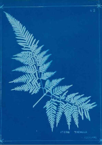 Reproducción/Reproduction 49805939401: [New Zealand ferns]. Auckland, New ZealandDobbie, H. B.1880. 