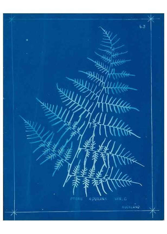 Reproducción/Reproduction 49806249667: [New Zealand ferns]. Auckland, New ZealandDobbie, H. B.1880. 