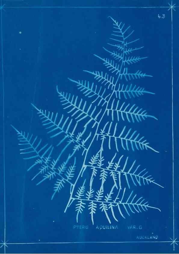 Reproducción/Reproduction 49806249667: [New Zealand ferns]. Auckland, New ZealandDobbie, H. B.1880. 