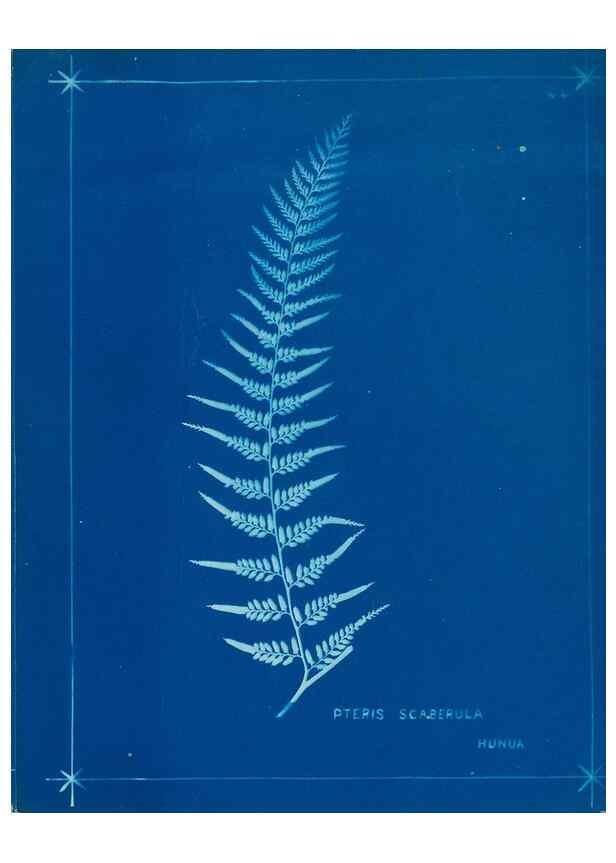 Reproducción/Reproduction 49806250032: [New Zealand ferns]. Auckland, New ZealandDobbie, H. B.1880. 