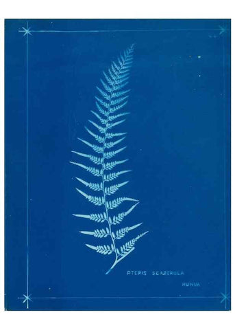 Reproducción/Reproduction 49806250032: [New Zealand ferns]. Auckland, New ZealandDobbie, H. B.1880. 