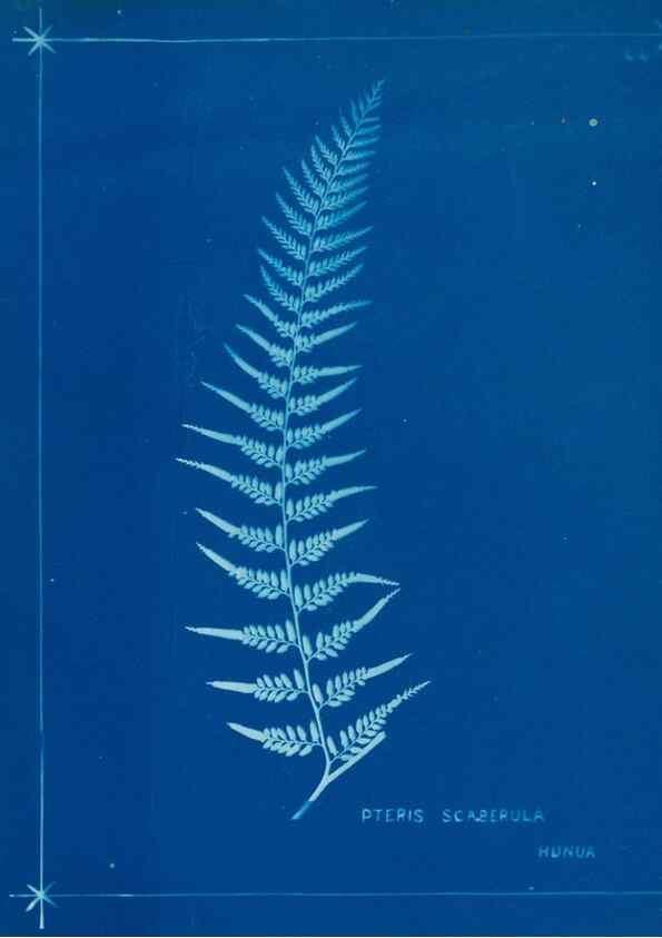 Reproducción/Reproduction 49806250032: [New Zealand ferns]. Auckland, New ZealandDobbie, H. B.1880. 