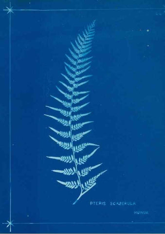 Reproducción/Reproduction 49806250032: [New Zealand ferns]. Auckland, New ZealandDobbie, H. B.1880. 