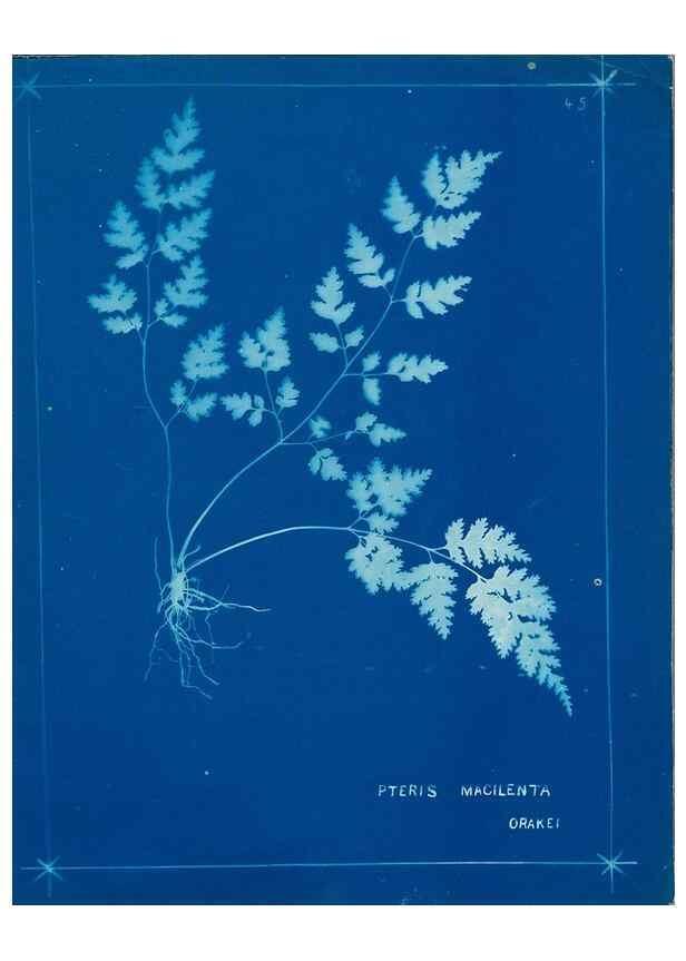 Reproducción/Reproduction 49805940506: [New Zealand ferns]. Auckland, New ZealandDobbie, H. B.1880. 