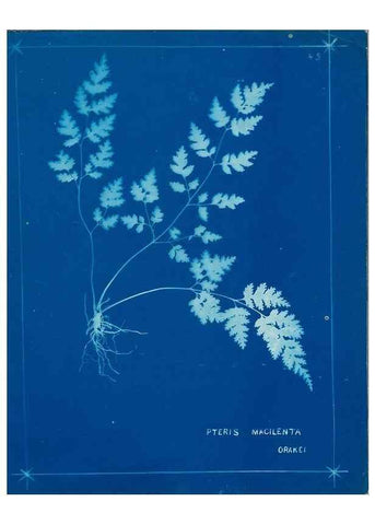 Reproducción/Reproduction 49805940506: [New Zealand ferns]. Auckland, New ZealandDobbie, H. B.1880. 