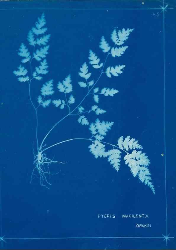 Reproducción/Reproduction 49805940506: [New Zealand ferns]. Auckland, New ZealandDobbie, H. B.1880. 