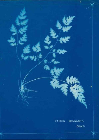 Reproducción/Reproduction 49805940506: [New Zealand ferns]. Auckland, New ZealandDobbie, H. B.1880. 