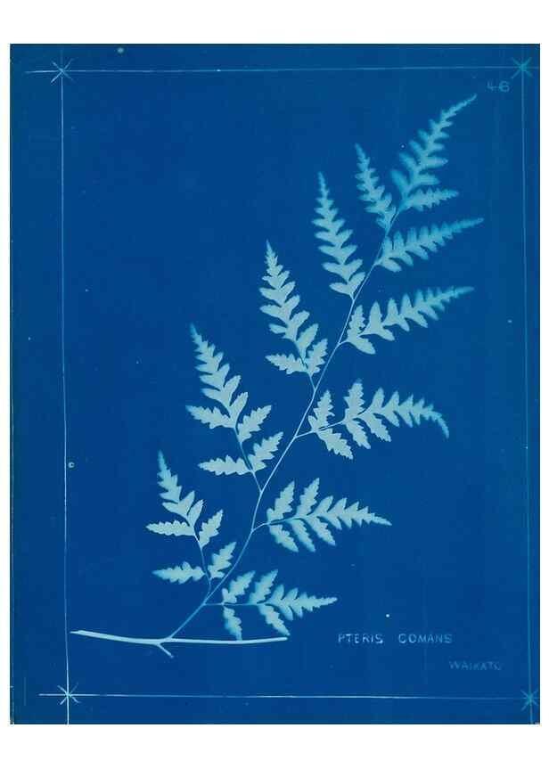 Reproducción/Reproduction 49806250747: [New Zealand ferns]. Auckland, New ZealandDobbie, H. B.1880. 