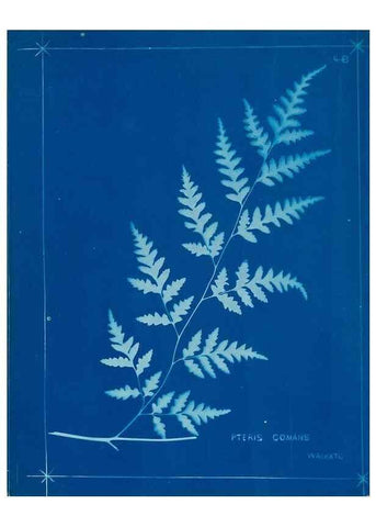 Reproducción/Reproduction 49806250747: [New Zealand ferns]. Auckland, New ZealandDobbie, H. B.1880. 