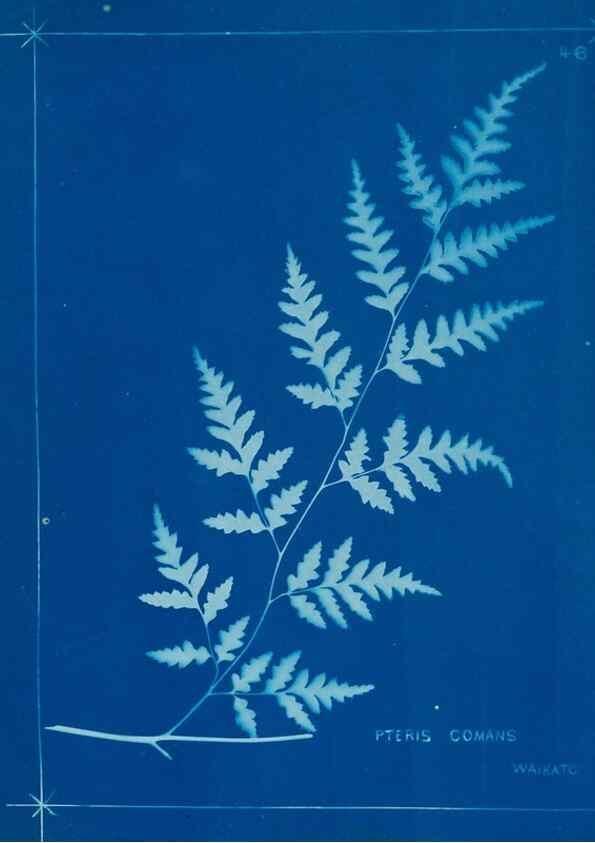Reproducción/Reproduction 49806250747: [New Zealand ferns]. Auckland, New ZealandDobbie, H. B.1880. 