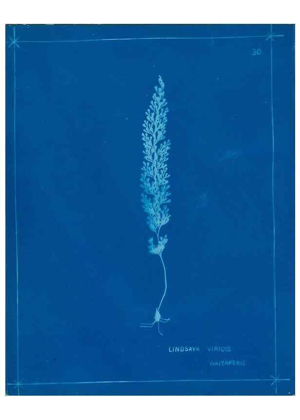 Reproducción/Reproduction 49805934856: [New Zealand ferns]. Auckland, New ZealandDobbie, H. B.1880. 