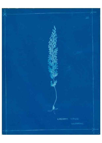 Reproducción/Reproduction 49805934856: [New Zealand ferns]. Auckland, New ZealandDobbie, H. B.1880. 