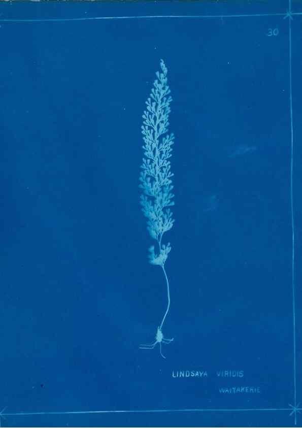 Reproducción/Reproduction 49805934856: [New Zealand ferns]. Auckland, New ZealandDobbie, H. B.1880. 