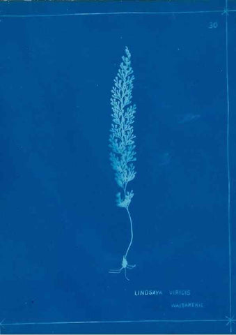 Reproducción/Reproduction 49805934856: [New Zealand ferns]. Auckland, New ZealandDobbie, H. B.1880. 