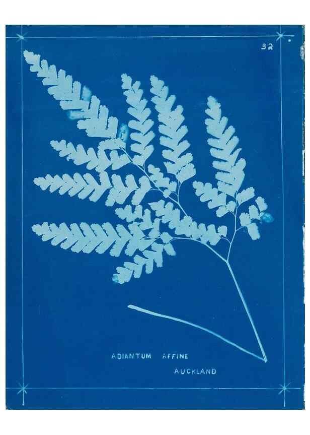 Reproducción/Reproduction 49806244517: [New Zealand ferns]. Auckland, New ZealandDobbie, H. B.1880. 