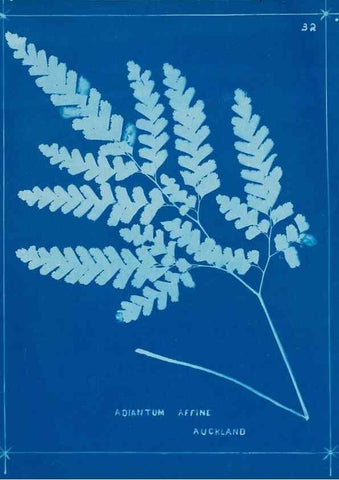 Reproducción/Reproduction 49806244517: [New Zealand ferns]. Auckland, New ZealandDobbie, H. B.1880. 