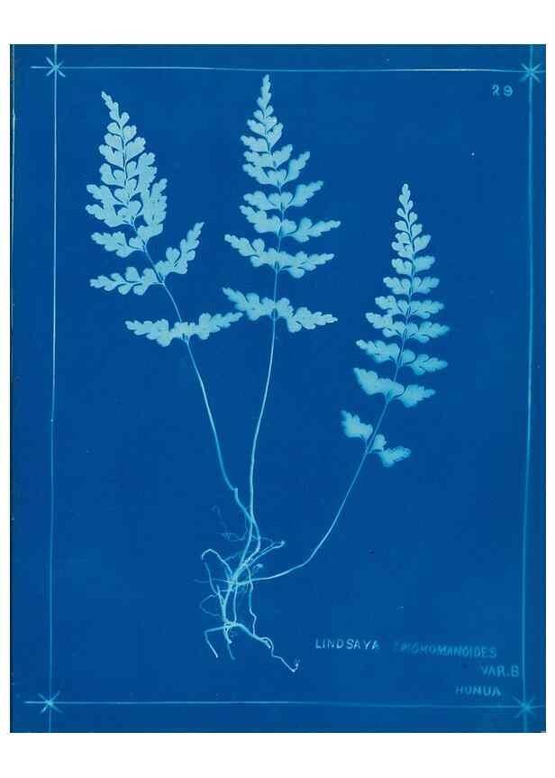 Reproducción/Reproduction 49805934041: [New Zealand ferns]. Auckland, New ZealandDobbie, H. B.1880. 
