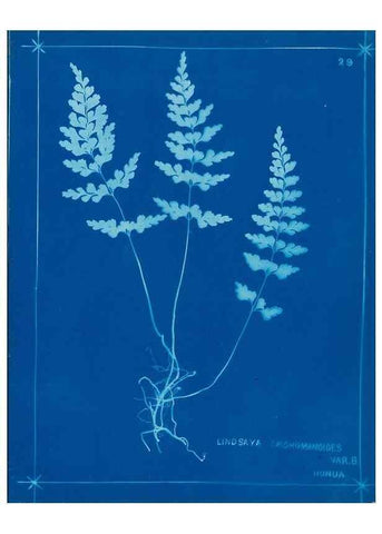 Reproducción/Reproduction 49805934041: [New Zealand ferns]. Auckland, New ZealandDobbie, H. B.1880. 