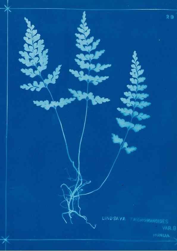 Reproducción/Reproduction 49805934041: [New Zealand ferns]. Auckland, New ZealandDobbie, H. B.1880. 