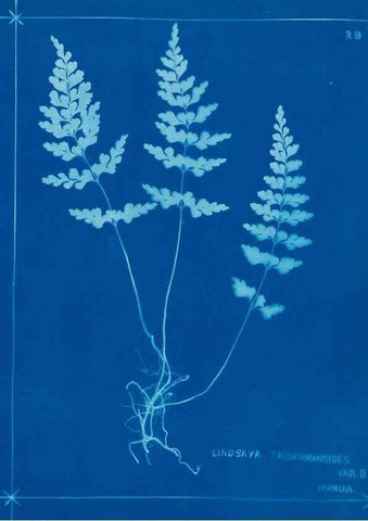 Reproducción/Reproduction 49805934041: [New Zealand ferns]. Auckland, New ZealandDobbie, H. B.1880. 