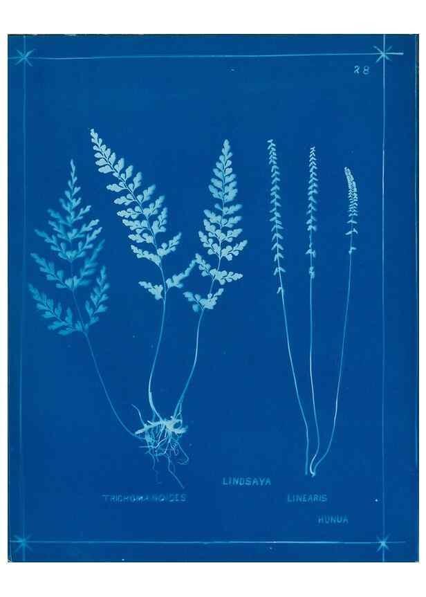 Reproducción/Reproduction 49805933631: [New Zealand ferns]. Auckland, New ZealandDobbie, H. B.1880. 