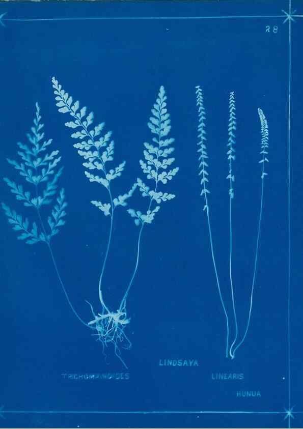 Reproducción/Reproduction 49805933631: [New Zealand ferns]. Auckland, New ZealandDobbie, H. B.1880. 