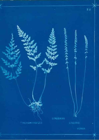 Reproducción/Reproduction 49805933631: [New Zealand ferns]. Auckland, New ZealandDobbie, H. B.1880. 