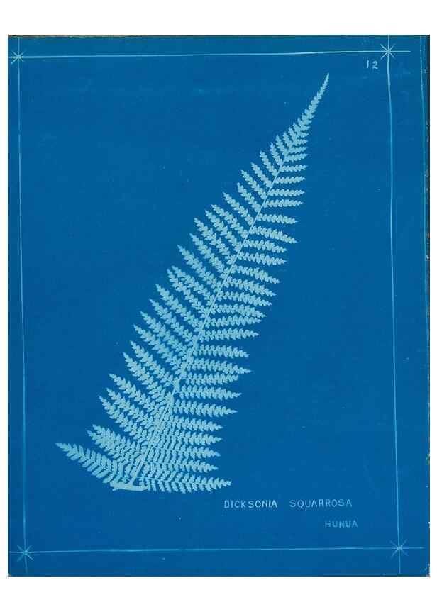 Reproducción/Reproduction 49806237567: [New Zealand ferns]. Auckland, New ZealandDobbie, H. B.1880. 