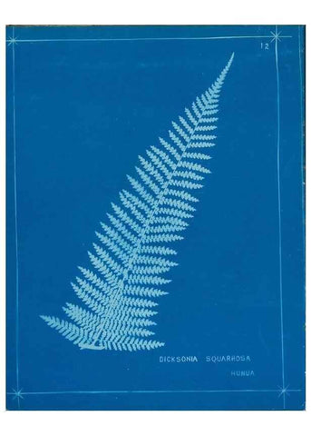 Reproducción/Reproduction 49806237567: [New Zealand ferns]. Auckland, New ZealandDobbie, H. B.1880. 