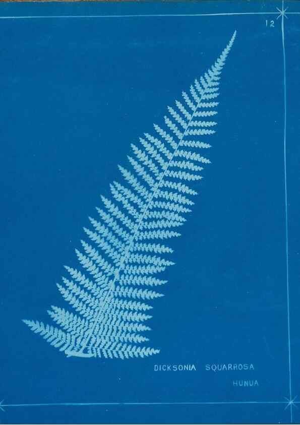 Reproducción/Reproduction 49806237567: [New Zealand ferns]. Auckland, New ZealandDobbie, H. B.1880. 